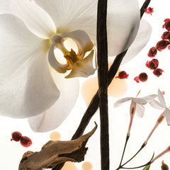 Vanilla Skin Body Oil